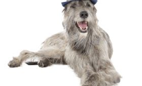 Irish Wolfhound: conheça mais sobre a raça do gigante cão irlandês