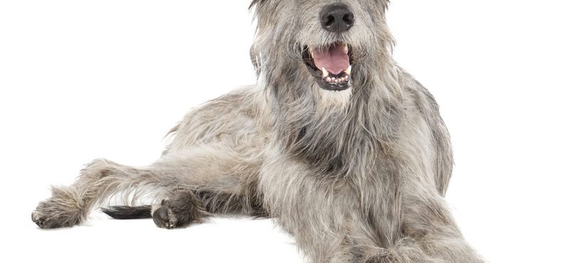 Irish Wolfhound: conheça mais sobre a raça do gigante cão irlandês