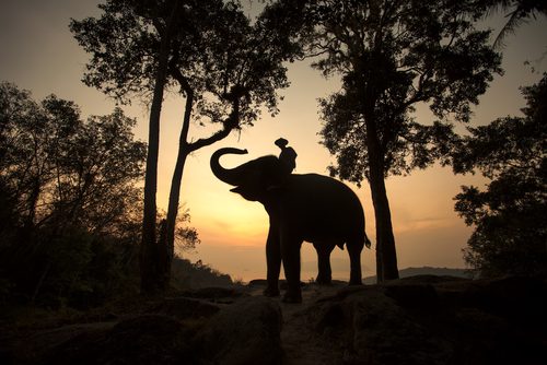 Turismo na Tailândia: Passeio com elefantes