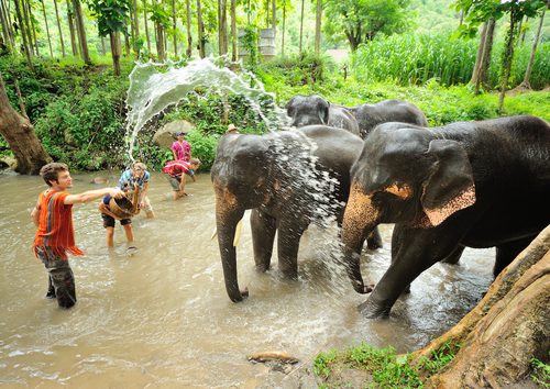 Banho dos elefantes. Foto: Shutterstock