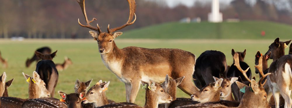 Phoenix Park alerta perigo em temporada de acasalamento dos cervos