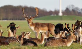 Phoenix Park alerta perigo em temporada de acasalamento dos cervos