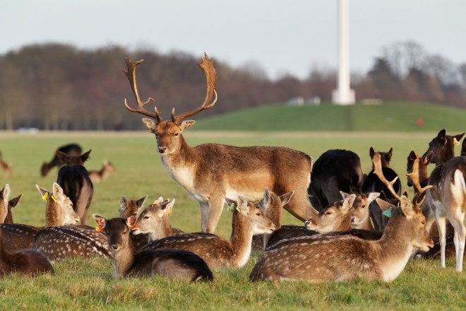 Aproveite para conhecer a fauna do Phoenix Park, em Dublin. Crédito: BartKowski/Depositphotos