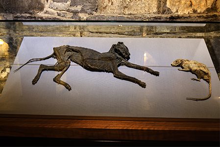 Chamados de 'Tom e Jerry', essas múmias podem ser vistas na Christ Church. Reprodução Christchurchcathedral.ie