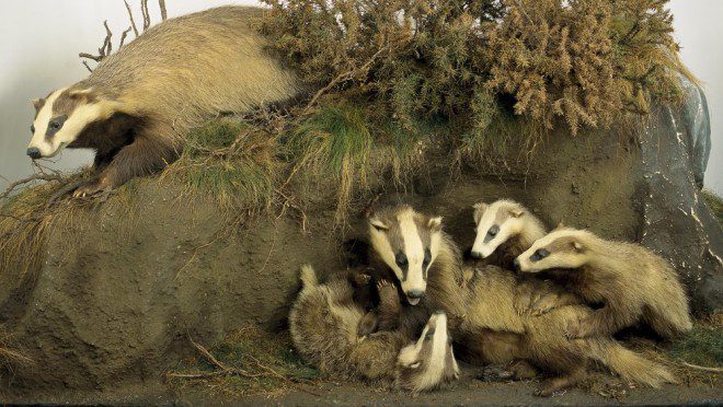 A Badger Family. Créditos: National Museum of Ireland - Natural History.