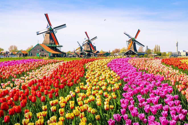 Campos de flores em Amsterdã