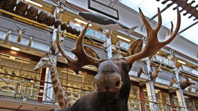 O Museu oferece um passeio cultural e histórico, algo mágico sobre os animais nativos que vivem na Irlanda. Foto: Natural Museum of History