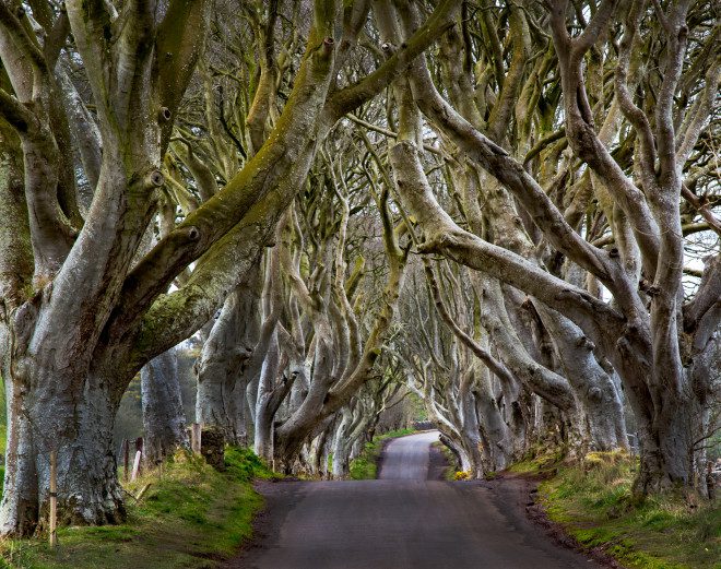 floresta Dark Hedges Belfast