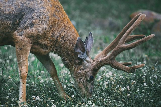 É no Phoenix Park que você irá encontrar os cervos. Foto: Pixabay