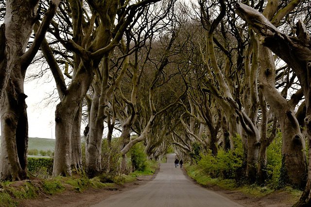 Dark Hedges. Foto: Pixabay