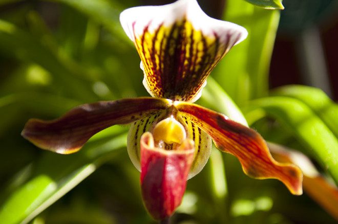 Uma das espécies de orquídeas no National Botanic Gardens. Foto: Wikipedia