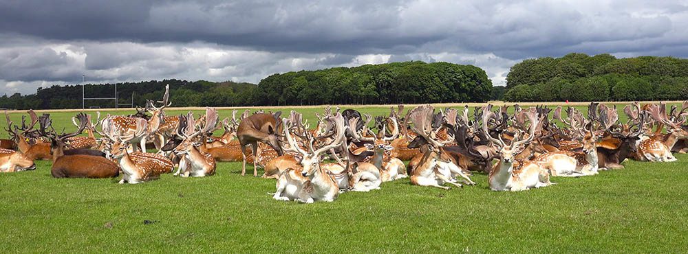 Phoenix Park: maior parque urbano da Europa fica em Dublin, na Irlanda