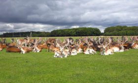 Phoenix Park: maior parque urbano da Europa fica em Dublin, na Irlanda