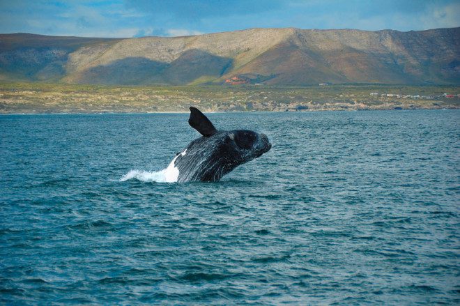 It is whale watching season in Ireland. Image: Holger Karius | Dreamstime