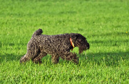 Kerry Blue Terrier. Foto: -S._E- | Depositphotos