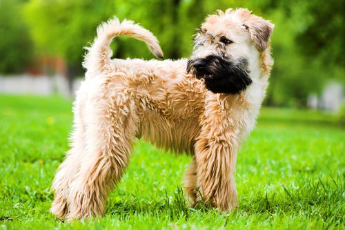 Irish soft coated wheaten. Foto: babenkodenis | Depositphotos