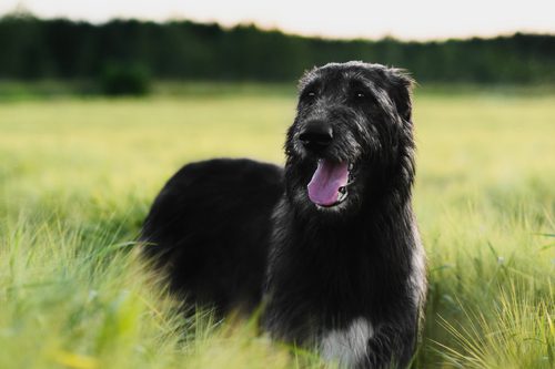 Irish Wolfhound . Foto: olgagorovenko | Depositphotos
