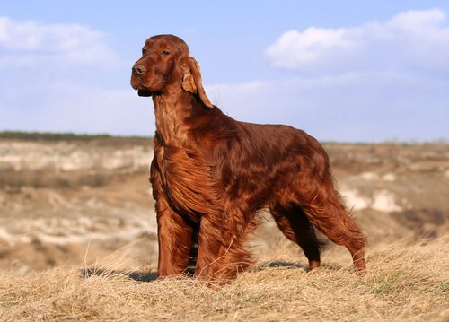 Irish Setter. Foto: marenka1| Depositphotos