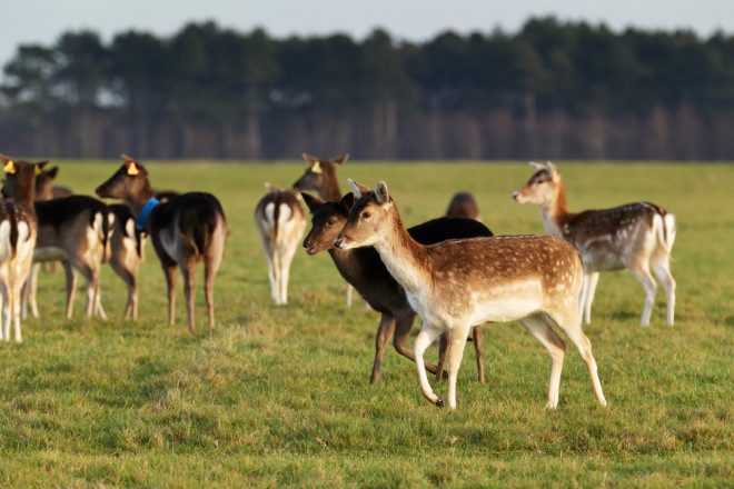 Manada de veados pode ser vista no Zoológico de Dublin. Crédito: Depositphotos/BartKowski