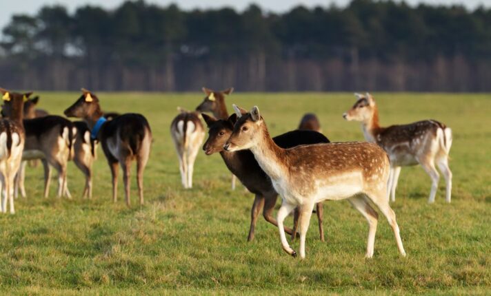 Irlanda contratou snipers para abater 118 cervos no Phoenix Park entre 2024 e 2025