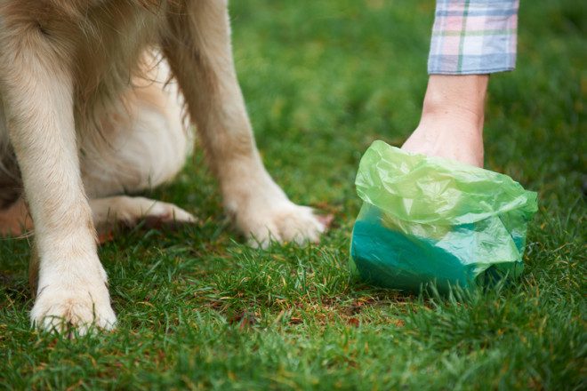 Deixar o cocô do pet nas ruas pode gerar multa. Foto: Ian Allenden/Dreamstime