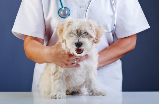 Clínicas veterinárias são responsáveis por inserir chips nos cães. Foto: Nagy-bagoly Ilona/Dreamstime