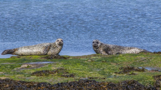 Focas começaram a se instalar na ilha nos últimos anos. Foto: Amir Lavi/Dreamstime