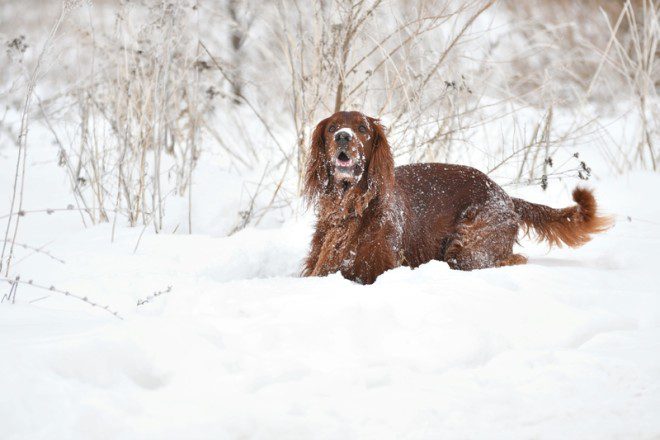 O Irish Red Setter é uma das nove raças irlandesas de cães. Foto: Vladimir Galkin/Dreamstime