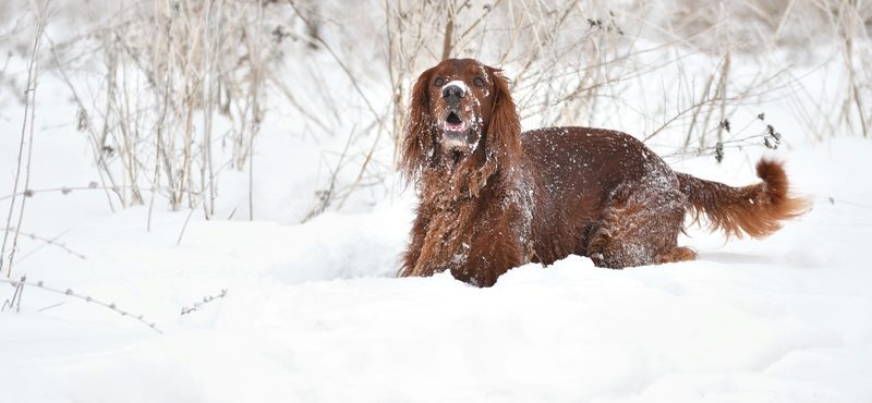 Leis rigorosas controlam número de cães na Irlanda