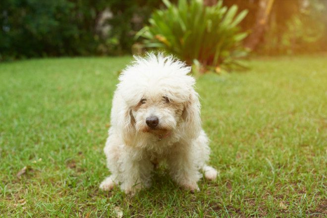 Deixar o cocô do cachorrinho nas áreas públicas pode render multa de 150 euros. Foto: Dimarik16/Dreamstime