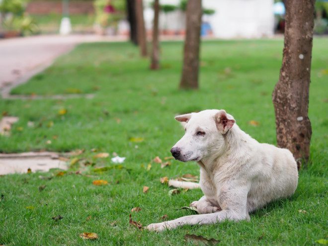 Cães encontrados na rua sem dono podem ser sacrificados após cinco dias sem ninguém reclamar a perda. Foto: Nattapol Jitonnom/Dreamstime