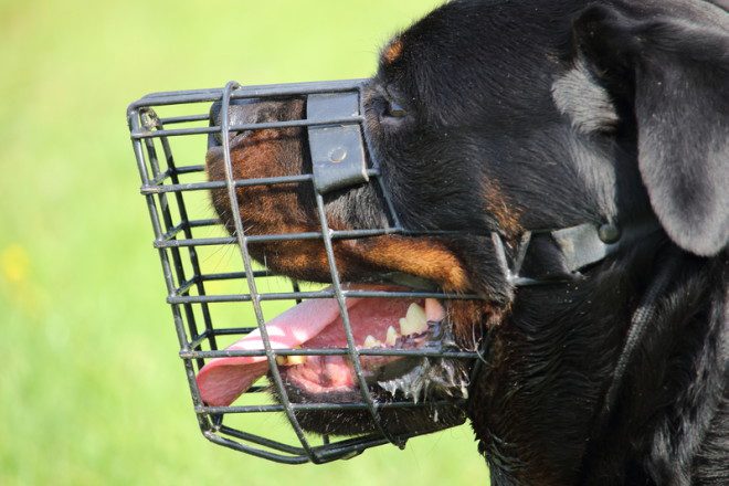 Cães de raças consideradas perigosas como o Rottweiller precisam usar focinheira. Foto: NonoandJessi/Dreamstime