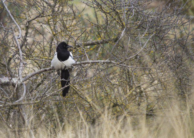 Pássado Magpie (Pica pica), um dos muitos encontrados na Bull Island, considerada santuário dos pássaros. Foto: Kieran Li/Dreamstime