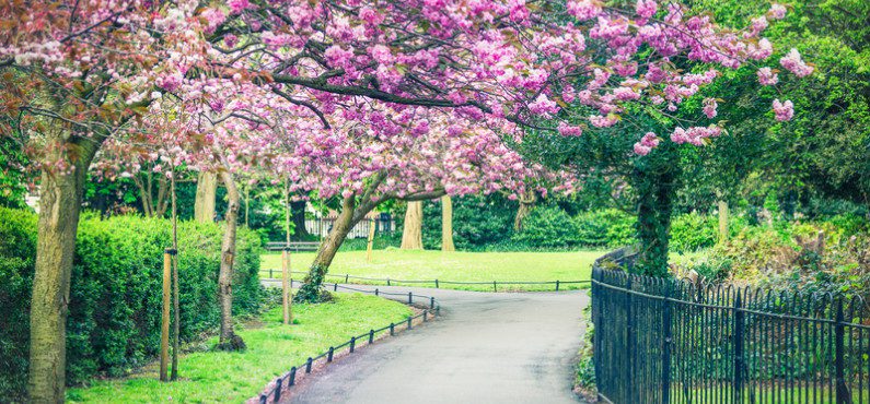 5 razões para começar seu intercâmbio na Irlanda na primavera