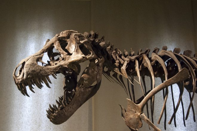 Museu Zoológico funciona durante o verão. Foto: Depositphotos