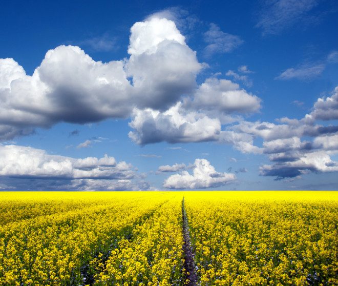 Beleza da plantação de Canola produz fotos incríveis. Foto: Ying Feng Johansson | Dreamstime