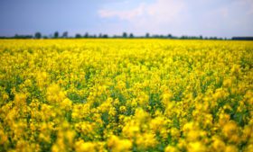 Campos floridos de canola na Irlanda: onde visitar