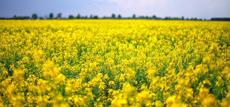 Campos floridos de canola na Irlanda: onde visitar