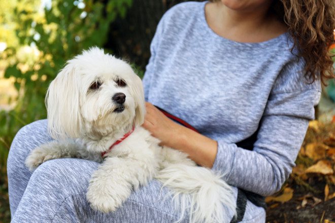 As babás de pet, além de tudo, precisa dar carinho aos cães, gatos e outros animais de estimação que estão sendo cuidados. Foto: Depositphotos