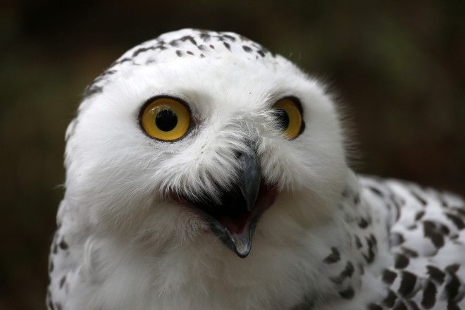 Animais como corujas serão expostos durante a convenção Harry Potter que acontece em Dublin. Foto: Depositphotos