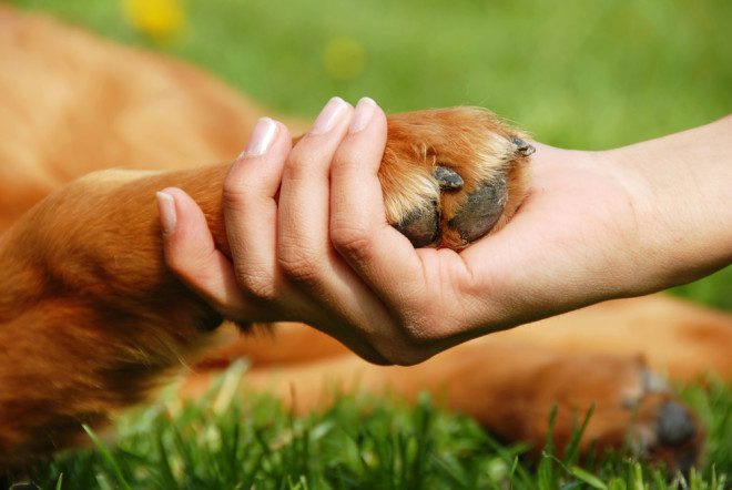 Para ser babá de cachorro na Irlanda é preciso, em primeiro lugar, ter muito amor e compaixão aos animais, mas não é apenas isso o necessário para o trabalho como cuidador