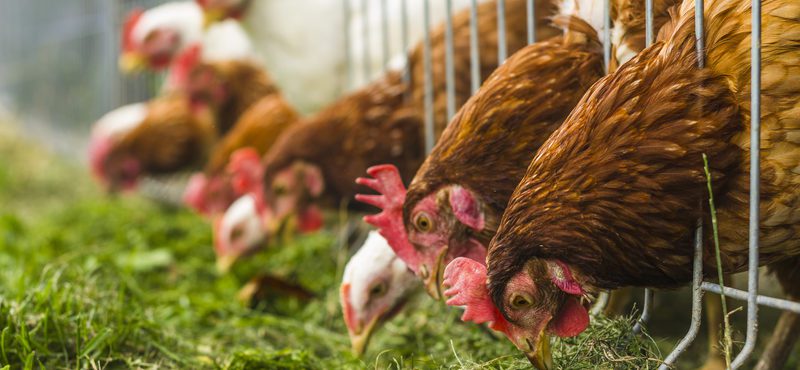 Importação de frango do Brasil é banida na União Europeia