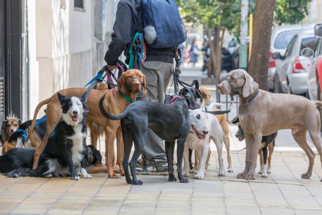 Os chamados dog walkers, que tem como função levar os cães para passear, é uma das profissões possíveis na Irlanda. Foto: Depositphotos