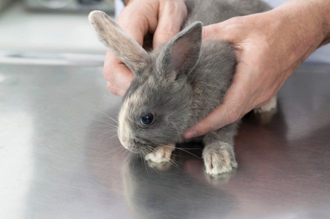 Babá de pets não cuida apenas de cães e gatos, mas de roedores e outros animais de estimação. Foto: Depositphotos