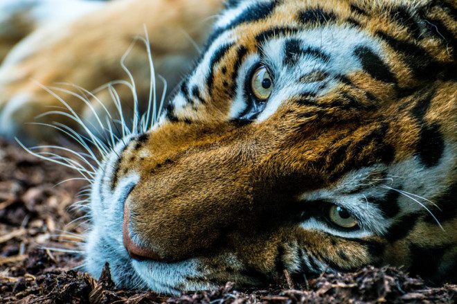 Dublin Zoo terá evento especial para o público infantil. Foto: Mareticd | Dreamstime