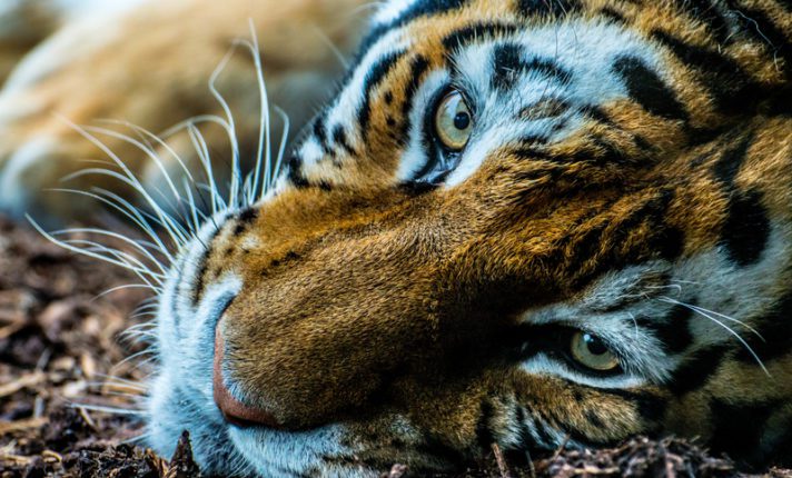 Dublin Zoo: como visitar o zoológico da capital irlandesa