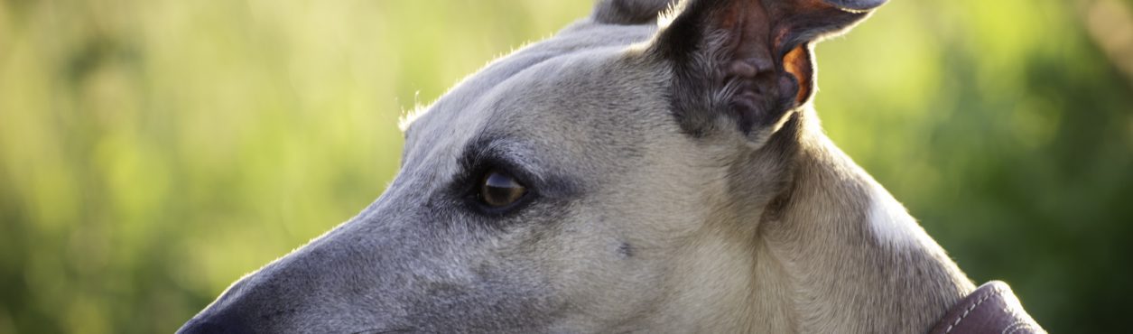 Investigação revela 6 mil mortes de cães de corrida por ano na Irlanda