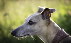 Investigação revela 6 mil mortes de cães de corrida por ano na Irlanda