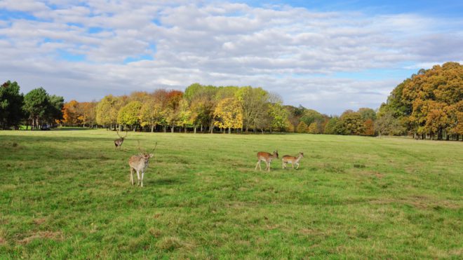 Phoenix Park, o maior parque urbano da Europa, com 7 milhões de metros quadrados. © Aleksandr Kalinin | Dreamstime.com 