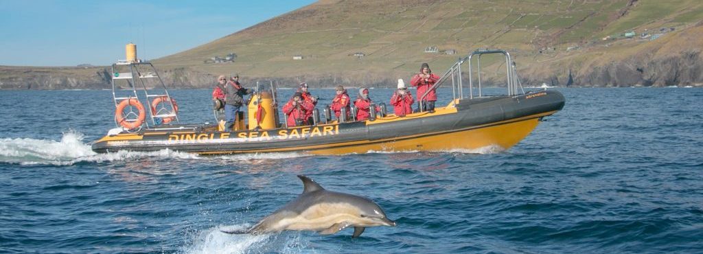 5 lugares para ver golfinhos na Irlanda